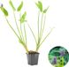 Bloomique Pontederia Cordata Moerashyacint Snoekkruid Waterplant Rigide Hauteur 10-20 cm Pot 9 cm