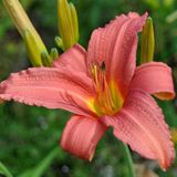 Hemerocallis 6 x Pink Damask - Daglelie pot 9x9cm