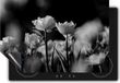 Chefcare Inductie Beschermer Gele Tulpen - Zwart Wit - 57,6x51,6 cm