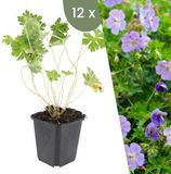 Plants by Frank | 12 Ooievaarsbek Planten | Geranium 'Rozanne' | Winterharde bodembedekker planten | tuinplanten | Winterharde vaste planten meerjarig | Winterharde tuinplanten
