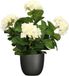 Mica Decorations Hortensia Kunstplant 45 cm Wit in Zwarte Pot