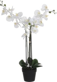 Mica Decorations Orchidee kunstplant - wit - H75 x B50 cm