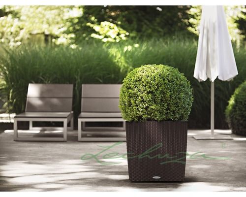 Lechuza Plantenbak Cube Cottage 50 mocca - EAN: 4008789153951