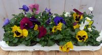 Warentuin Natuurlijk Grootbollige violen geel/blauw/paars 18 stuks