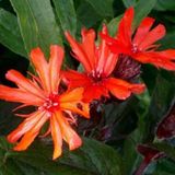 Arborix Lychnis 6 x Lychnis Arkwrightii 'Vesuvius' - Koekoeksbloem pot 9x9cm