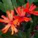 Arborix Lychnis 6 x Lychnis Arkwrightii 'Vesuvius' - Koekoeksbloem pot 9x9cm