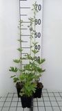 GRDplanten Groendecor Tuinarchitectuur 6x Ridderspoor - Delphinium (b) 'Cliveden Beauty' | 9x9 cm pot