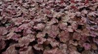GRDplanten Groendecor Tuinarchitectuur 6x Damastbloem - Heuchera hybr. 'Beaujolais' | 9x9 cm pot