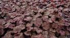 GRDplanten Groendecor Tuinarchitectuur 6x Damastbloem - Heuchera hybr. 'Beaujolais' | 9x9 cm pot