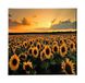 Homemania Afbeelding bloemen natuur en landschappen voor woonkamer, slaapkamer, meerkleurig, 60 x 3 x 60 cm, polyester HM20KNV60 x 60 – 198, polyester, hout