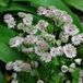 Arborix Astrantia 6 x Astrantia Major 'Alba' - Zeeuws Knoopje pot 9x9cm