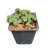 GRDplanten 6x Vetkruid - Sedum pachyclados | 9x9 cm pot