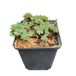 GRDplanten 6x Vetkruid - Sedum pachyclados | 9x9 cm pot