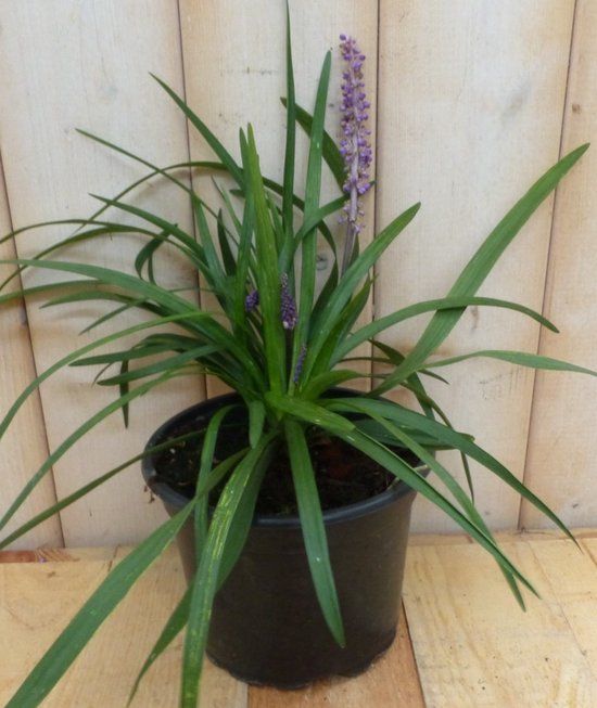 Warentuin natuurlijk Leliegras Liriope paars