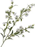 Silk-ka Kunstbloem-Zijden Bloemen Campanula Tak Wit 112 cm