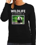 Bellatio Decorations Panda Dieren foto sweater - Zwart - Dames - Wildlife of the World - Cadeau Trui Pandas Liefhebber - Maat XL