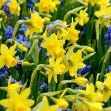 Green boutiQ - 50x Narcissus Tete- A -Tete - Dwergnarscis Tête-à-Tête - Geel - Voorjaarsbloeier - Bolmaat 10/12