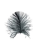 Komar Muurafbeelding | Feather White | Poster, afbeelding, woonkamer, slaapkamer, decoratie, kunstdruk | zonder lijst | P121A-30x40 | grootte: 30 x 40 cm (breedte x hoogte)