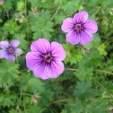 Arborix Bol 6 x Geranium 'Dilys'- Ooievaarsbek pot 9x9cm