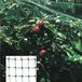 Vogelbeschermingsnet (rol 4 x 5 meter) net ter bescherming van bomen, planten en fruit.