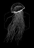 Jellyfish Komar Jellyfish Black 50x70 cm muurschildering, posters, kunstdruk (zonder lijst)