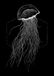 Jellyfish Komar Jellyfish Black 50x70 cm muurschildering, posters, kunstdruk (zonder lijst)