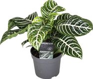 Plant in a Box - Aphelandra Zebraplant - Groene kamerplant - Gele bloemen - Half-schaduw - Pot 13cm - Hoogte 25-45cm