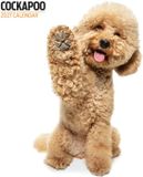 Magnet & Steel Cockapoo Modern Kalender 2027 Wandkalender Dieren