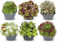 Green boutiQ - 6x Sempervivum Big Sam - Sempervivum - Diversen - Vaste plant - Ø7cm - 10-12cm
