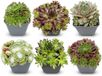 Green boutiQ - 6x Sempervivum Big Sam - Sempervivum - Diversen - Vaste plant - Ø7cm - 10-12cm