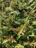 GRDplanten Groendecor Tuinarchitectuur 6x Rode sluiervaren, herfstvaren - Dryopteris erythrosora | 9x9 cm pot