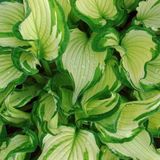 Arborix Hosta 6 x Hosta 'Fortunei Albopicta' - Hartlelie Pot 9x9 cm - Blad met Witte Randen