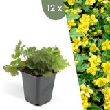 Plants by Frank | 12 Goudaardbei planten | Waldsteinia ternata | Winterharde bodembedekker planten | tuinplanten | Winterharde vaste planten meerjarig | Winterharde tuinplanten