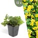 Plants by Frank | 12 Goudaardbei planten | Waldsteinia ternata | Winterharde bodembedekker planten | tuinplanten | Winterharde vaste planten meerjarig | Winterharde tuinplanten