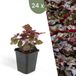 Plants by Frank | 24 Purperklokjes Planten | Heuchera micrantha 'Palace Purple' | Winterharde bodembedekker planten | tuinplanten | Winterharde vaste planten meerjarig | Winterharde tuinplanten