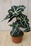 Warentuin Natuurlijk Olifantsoor Polly 50 cm Kamerplant Alocasia