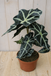 Warentuin Natuurlijk Olifantsoor Polly 50 cm Kamerplant Alocasia