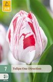 Jub Tulipa One Direction bloembol JUB 7 stuks