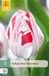 Jub Tulipa One Direction bloembol JUB 7 stuks