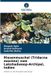 Riesenmuschel Verlag Unser Wissen Riesenmuschel (Tridacna maxima) vom Lakshadweep-Archipel, Indien