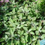 Arborix Bol 6 x Salvia Officinalis 'Berggarten' - Breedbladige Salie pot 9x9cm, aromatisch en wintergroen