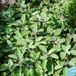 Arborix Bol 6 x Salvia Officinalis 'Berggarten' - Breedbladige Salie pot 9x9cm, aromatisch en wintergroen