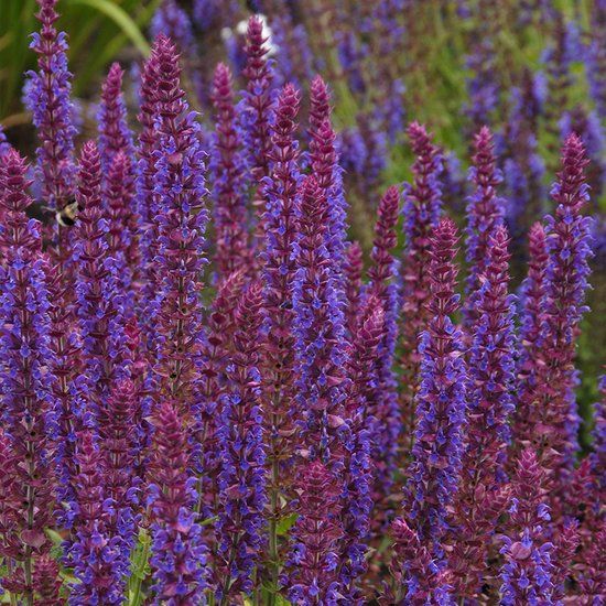 Griffioen QFB Gardening Salvia nem. 'Ostfriesland' | 1 stuk | Bijen- en vlinderplant | Geurende plant | Blauw | 11x11 cm Kwekerspot