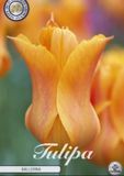 Dutch Finest Quality Ballerina Lilyflowering Tulpenbollen 10 stuks bolmaat 12+