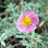Arborix Helianthemum 6 x Helianthemum 'Rhodante Carneum' - Zonneroosje Pot 9x9 cm - Roze Bloemen