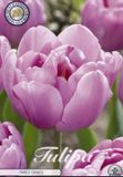 Dutch Finest Quality Tulpen Tulp Double Late Table Dance x7 12/+s