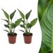 Green boutiQ - Strelitzia Reginea - Paradijsvogelbloem - 2 Planten - Pot 12cm - Hoogte - 35cm