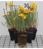 Herfsthooi 6x Hypericum olympicum (polyphyllum) | pot 9x9 cm