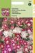 Hortitops Zaden - Phlox Cuspidata Compacta Twinkle Gem.