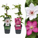Green boutiQ - 2x Clematis Duo Pink & White - Bosrank - Wit - Roze - Klimplant - Ø9cm - 35cm